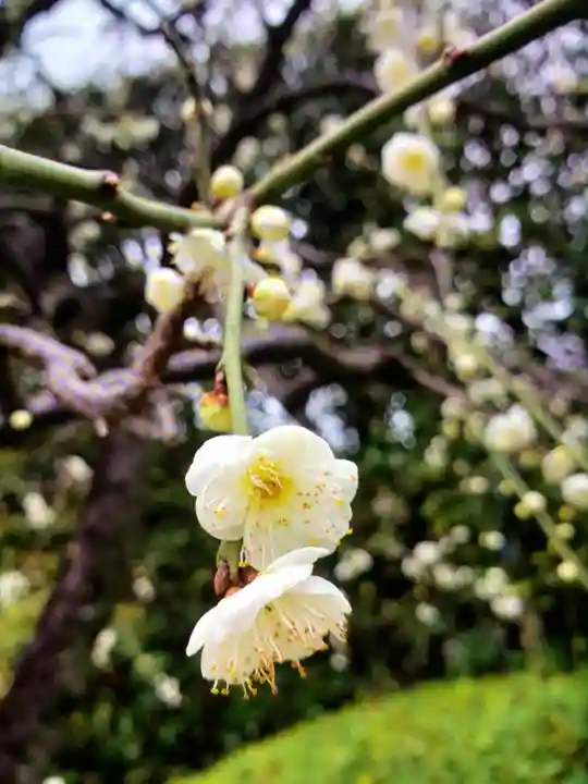 中野沼袋氷川神社(東京都)