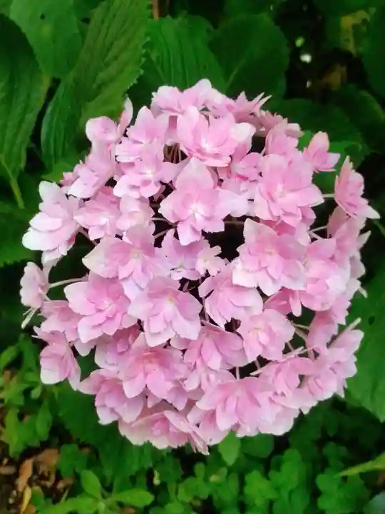 本郷氷川神社(東京都)