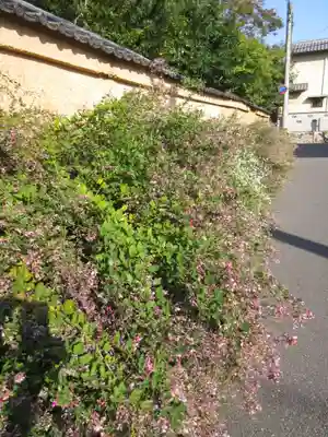 迎稱寺(迎称寺)の自然