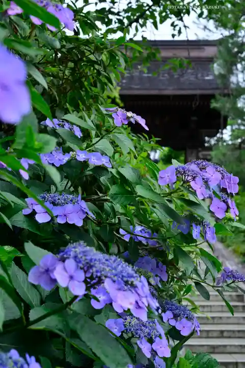 高幡不動尊 金剛寺(東京都)