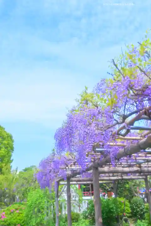 亀戸天神社(東京都)