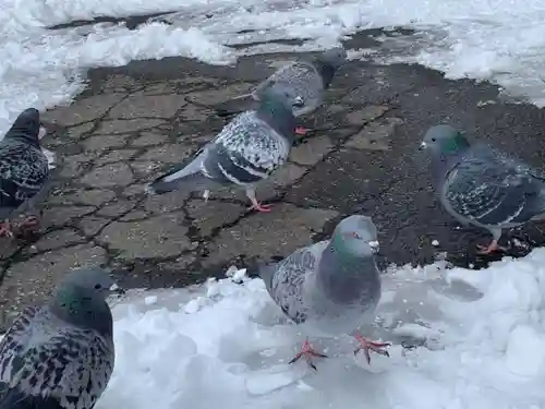 盛岡八幡宮の動物