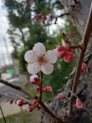 鷺宮八幡神社(東京都)