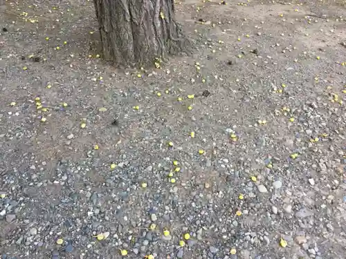 北広島市総鎮守　廣島神社の自然