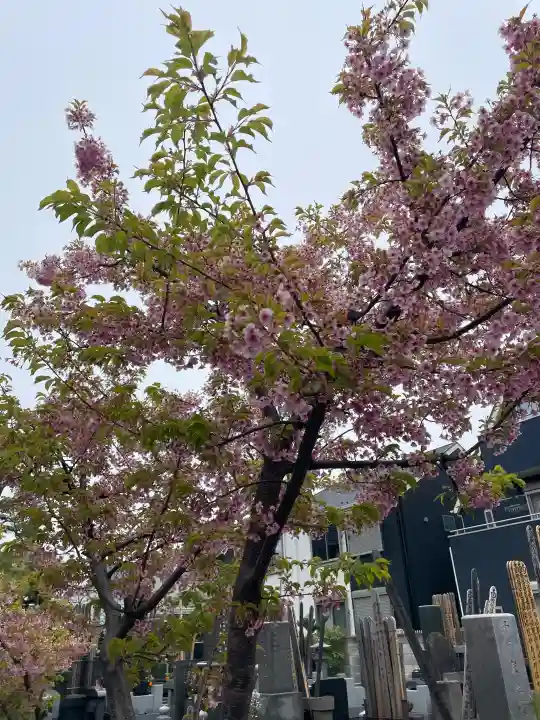 善慶寺の{uncategorized: "未分類", other: "その他", undefined: "問題あり", building: "その他建物", grave: "お墓", sacred_gate: "鳥居", guardian: "狛犬", statue: "像", buddha: "仏像", history: "歴史", nature: "自然", garden: "庭園", animal: "動物", pagoda: "塔", temizu: "手水舎", mountain_gate: "山門・神門", sanctuary: "本殿・本堂", subordinate: "末社・摂社", art: "芸術", scenery: "景色", jizo: "地蔵", ema: "絵馬", goshuin: "御朱印", omikuji: "おみくじ", items: "授与品その他", amulet: "お守り", goshuincho: "御朱印帳", eats: "食事", festival: "お祭り", votive_dance: "神楽", shichigosan: "七五三参", wedding: "結婚式", experience: "体験その他", initially: "初詣", around: "周辺", anti_infection: "感染症対策"}