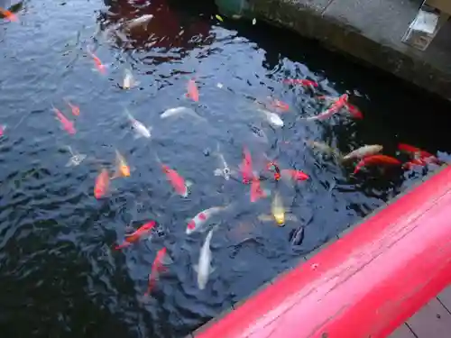 相模国総社六所神社の動物