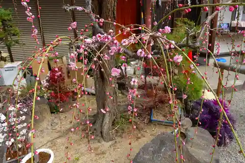 菅原天満宮（菅原神社）の自然