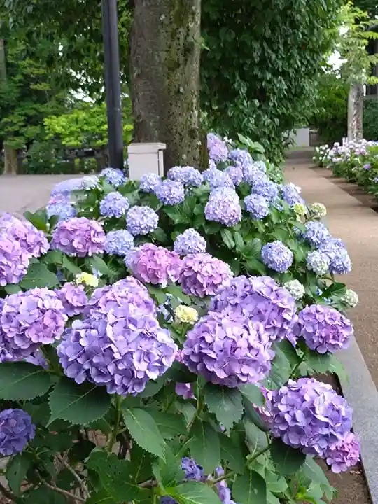 妙法寺(東京都)