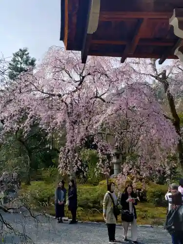 天龍寺の{uncategorized: "未分類", other: "その他", undefined: "問題あり", building: "その他建物", grave: "お墓", sacred_gate: "鳥居", guardian: "狛犬", statue: "像", buddha: "仏像", history: "歴史", nature: "自然", garden: "庭園", animal: "動物", pagoda: "塔", temizu: "手水舎", mountain_gate: "山門・神門", sanctuary: "本殿・本堂", subordinate: "末社・摂社", art: "芸術", scenery: "景色", jizo: "地蔵", ema: "絵馬", goshuin: "御朱印", omikuji: "おみくじ", items: "授与品その他", amulet: "お守り", goshuincho: "御朱印帳", eats: "食事", festival: "お祭り", votive_dance: "神楽", shichigosan: "七五三参", wedding: "結婚式", experience: "体験その他", initially: "初詣", around: "周辺", anti_infection: "感染症対策"}