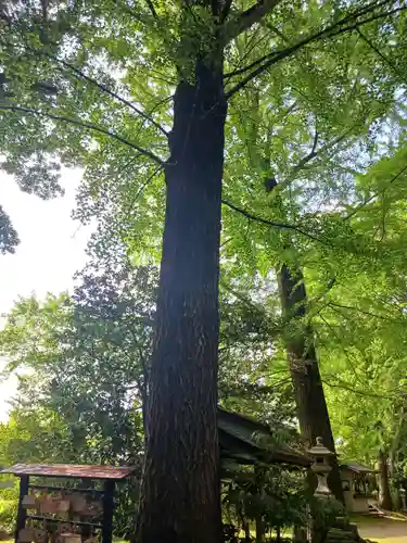 子安神社(茨城県)