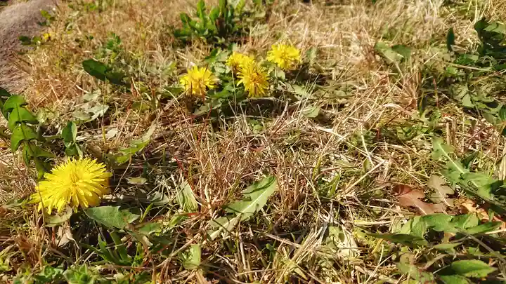 神明社(国府宮神明社)の自然