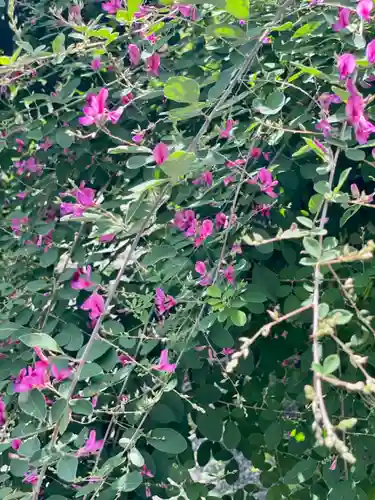 勝念寺（かましきさん）(京都府)
