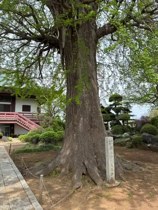 法林寺(千葉県)