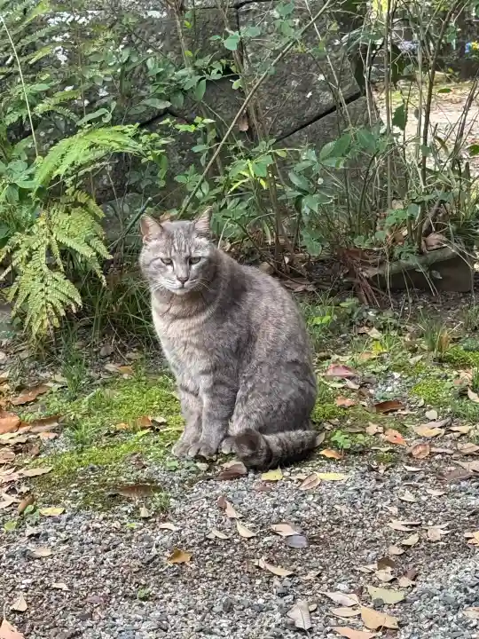太江寺の{uncategorized: "未分類", other: "その他", undefined: "問題あり", building: "その他建物", grave: "お墓", sacred_gate: "鳥居", guardian: "狛犬", statue: "像", buddha: "仏像", history: "歴史", nature: "自然", garden: "庭園", animal: "動物", pagoda: "塔", temizu: "手水舎", mountain_gate: "山門・神門", sanctuary: "本殿・本堂", subordinate: "末社・摂社", art: "芸術", scenery: "景色", jizo: "地蔵", ema: "絵馬", goshuin: "御朱印", omikuji: "おみくじ", items: "授与品その他", amulet: "お守り", goshuincho: "御朱印帳", eats: "食事", festival: "お祭り", votive_dance: "神楽", shichigosan: "七五三参", wedding: "結婚式", experience: "体験その他", initially: "初詣", around: "周辺", anti_infection: "感染症対策"}
