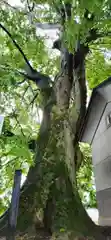 白山神社の自然