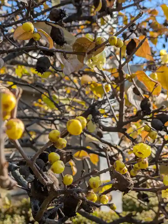 福蔵院(東京都)
