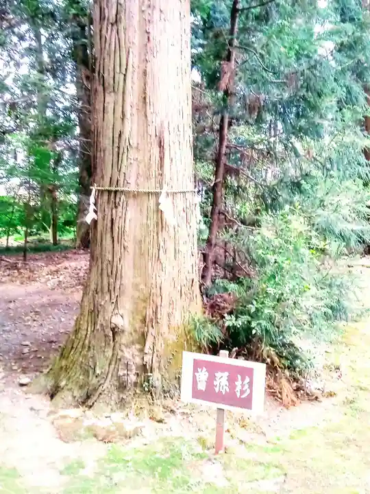 宮原八幡宮の自然