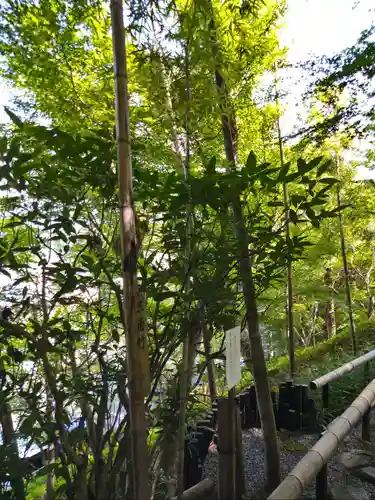 華厳寺（鈴虫寺）の自然