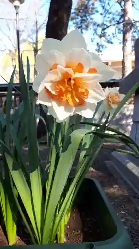 新琴似神社の自然