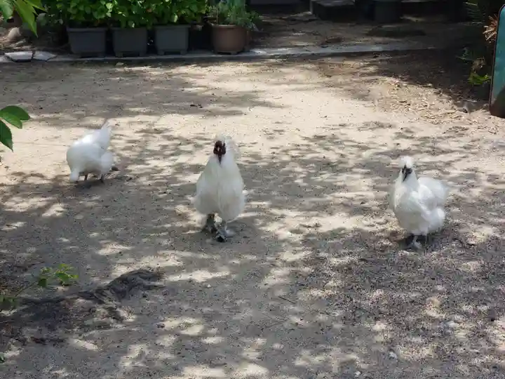 中山神社の動物