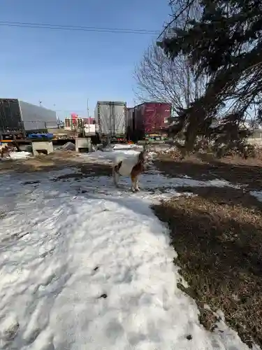 白人神社の{uncategorized: "未分類", other: "その他", undefined: "問題あり", building: "その他建物", grave: "お墓", sacred_gate: "鳥居", guardian: "狛犬", statue: "像", buddha: "仏像", history: "歴史", nature: "自然", garden: "庭園", animal: "動物", pagoda: "塔", temizu: "手水舎", mountain_gate: "山門・神門", sanctuary: "本殿・本堂", subordinate: "末社・摂社", art: "芸術", scenery: "景色", jizo: "地蔵", ema: "絵馬", goshuin: "御朱印", omikuji: "おみくじ", items: "授与品その他", amulet: "お守り", goshuincho: "御朱印帳", eats: "食事", festival: "お祭り", votive_dance: "神楽", shichigosan: "七五三参", wedding: "結婚式", experience: "体験その他", initially: "初詣", around: "周辺", anti_infection: "感染症対策"}