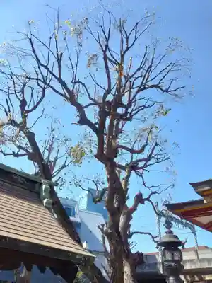 大森神社の自然