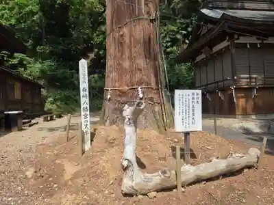 樺崎八幡宮(栃木県)