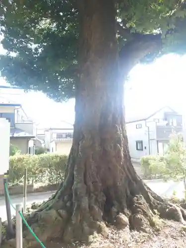砂氷川神社(埼玉県)