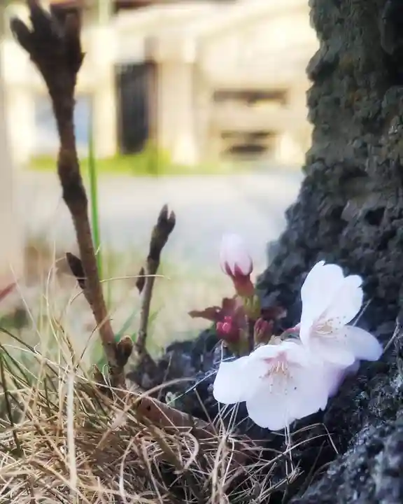尾張大國霊神社(国府宮)(愛知県)
