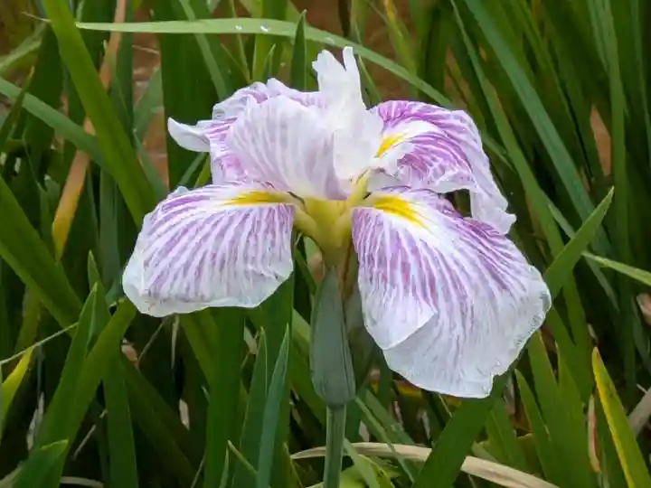 二本松寺(茨城県)