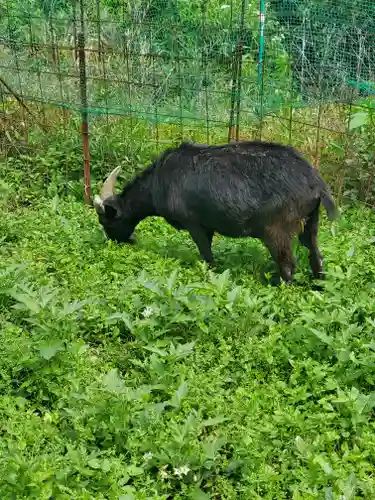 賀茂別雷神社の動物