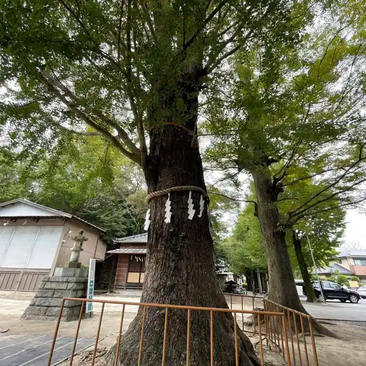 春日部八幡神社の自然