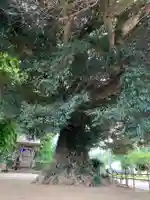 子安大明神(千葉県)