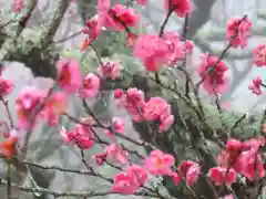 石稲荷神社の自然