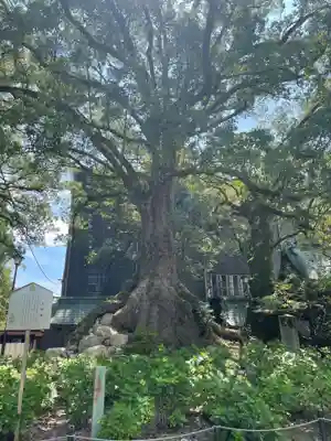 太宰府天満宮(福岡県)