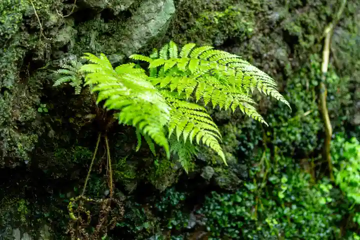 由良比女神社(島根県)
