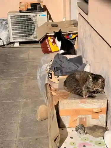 白金氷川神社の{uncategorized: "未分類", other: "その他", undefined: "問題あり", building: "その他建物", grave: "お墓", sacred_gate: "鳥居", guardian: "狛犬", statue: "像", buddha: "仏像", history: "歴史", nature: "自然", garden: "庭園", animal: "動物", pagoda: "塔", temizu: "手水舎", mountain_gate: "山門・神門", sanctuary: "本殿・本堂", subordinate: "末社・摂社", art: "芸術", scenery: "景色", jizo: "地蔵", ema: "絵馬", goshuin: "御朱印", omikuji: "おみくじ", items: "授与品その他", amulet: "お守り", goshuincho: "御朱印帳", eats: "食事", festival: "お祭り", votive_dance: "神楽", shichigosan: "七五三参", wedding: "結婚式", experience: "体験その他", initially: "初詣", around: "周辺", anti_infection: "感染症対策"}