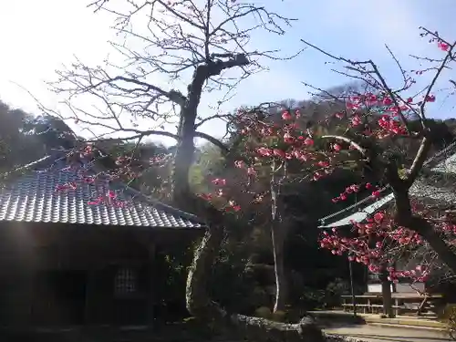 海蔵寺の庭園