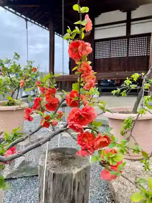 實相寺（実相寺） の自然