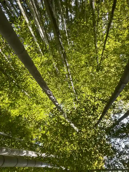 報国寺の{uncategorized: "未分類", other: "その他", undefined: "問題あり", building: "その他建物", grave: "お墓", sacred_gate: "鳥居", guardian: "狛犬", statue: "像", buddha: "仏像", history: "歴史", nature: "自然", garden: "庭園", animal: "動物", pagoda: "塔", temizu: "手水舎", mountain_gate: "山門・神門", sanctuary: "本殿・本堂", subordinate: "末社・摂社", art: "芸術", scenery: "景色", jizo: "地蔵", ema: "絵馬", goshuin: "御朱印", omikuji: "おみくじ", items: "授与品その他", amulet: "お守り", goshuincho: "御朱印帳", eats: "食事", festival: "お祭り", votive_dance: "神楽", shichigosan: "七五三参", wedding: "結婚式", experience: "体験その他", initially: "初詣", around: "周辺", anti_infection: "感染症対策"}
