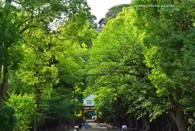鶴岡八幡宮(神奈川県)