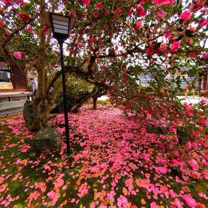 霊鑑寺門跡(京都府)