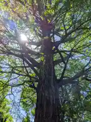 自由が丘熊野神社の自然