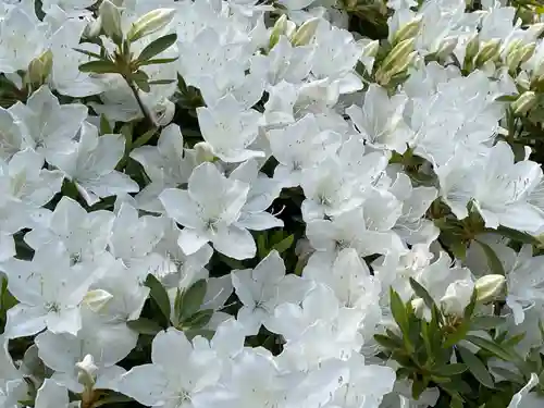 塩船観音寺の自然