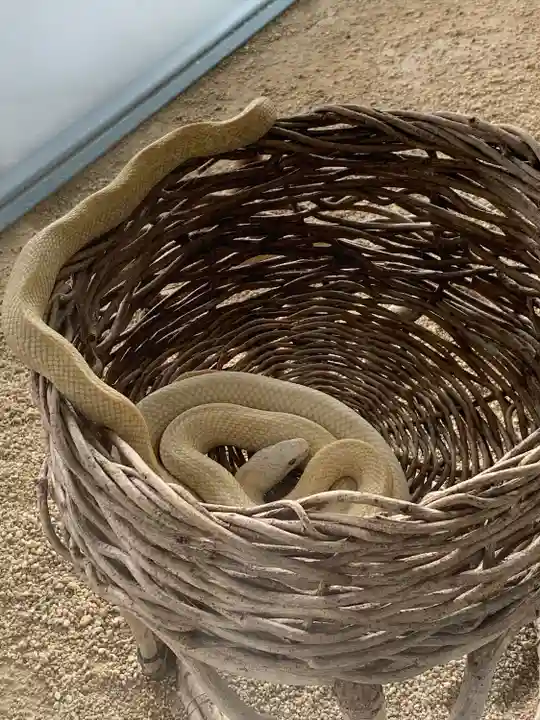 岩国白蛇神社の動物