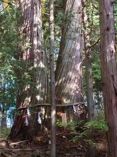 戸隠神社火之御子社(長野県)