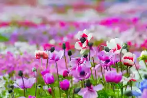 信行寺の自然(2020年05月20日(水) 09時55分17秒投稿)