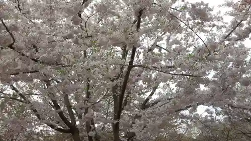 青森縣護國神社の自然