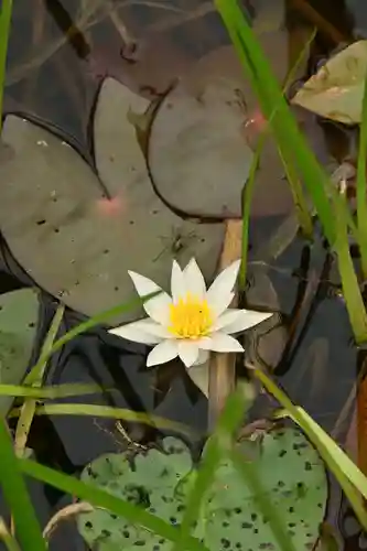 黒澤大師(徳島県)