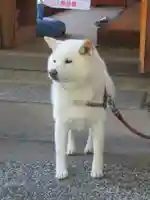 宗忠神社(京都府)